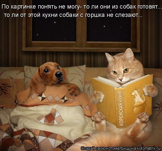 Котоматрица: По картинке понять не могу- то ли они из собак готовят... то ли от этой кухни собаки с горшка не слезают...