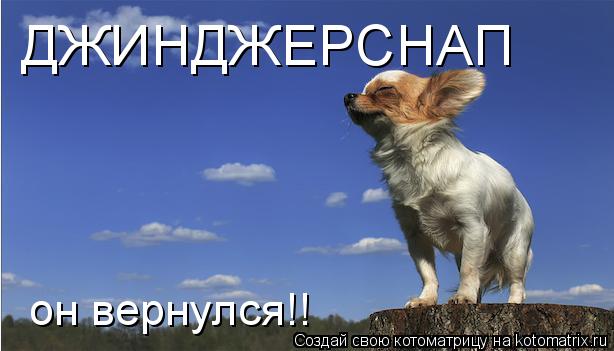 Котоматрица: ДЖИНДЖЕРСНАП он вернулся!!