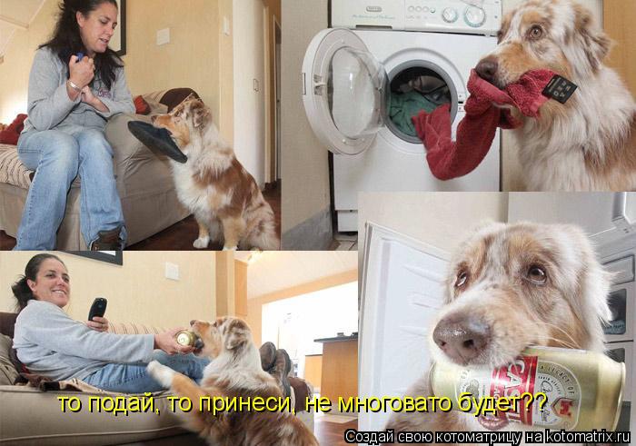 Котоматрица: то подай, то принеси, не многовато будет??