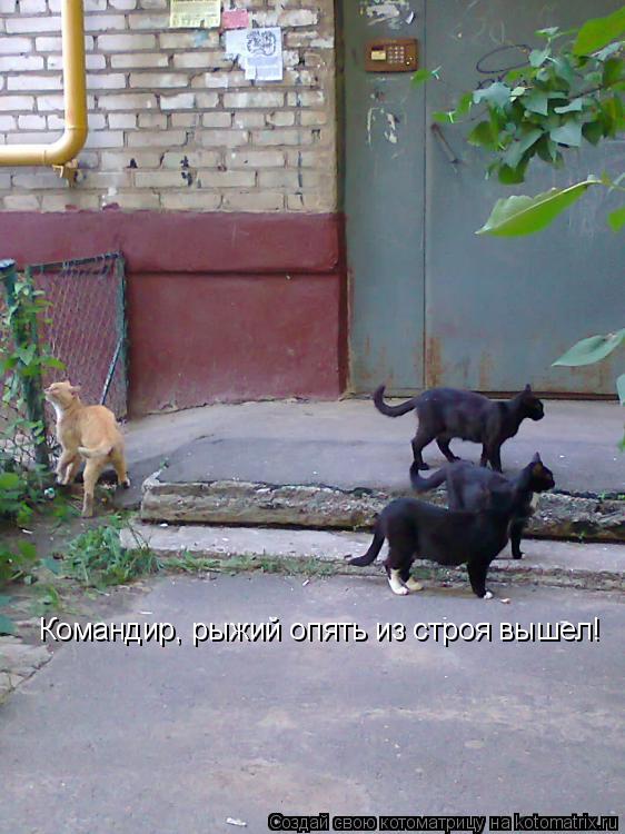 Котоматрица: Командир, рыжий опять из строя вышел!