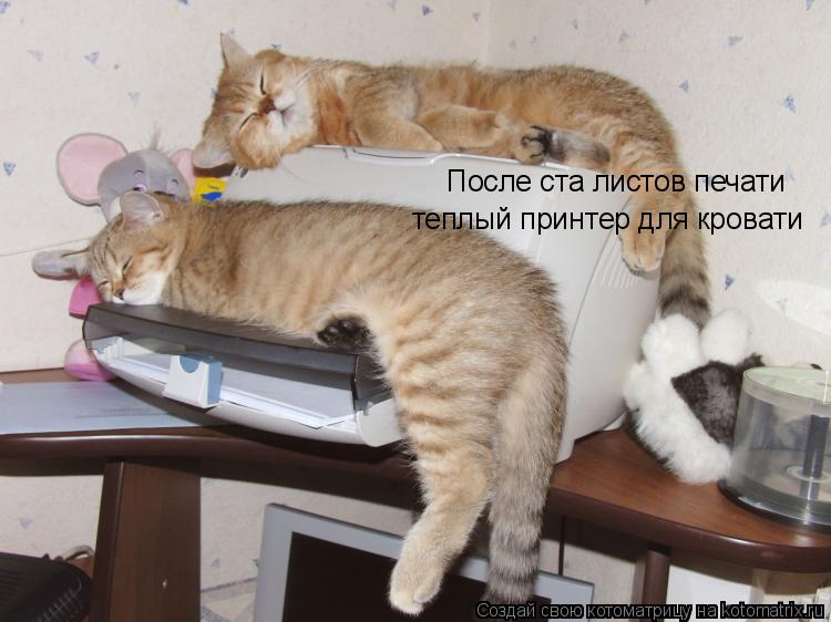 Котоматрица: После ста листов печати теплый принтер для кровати