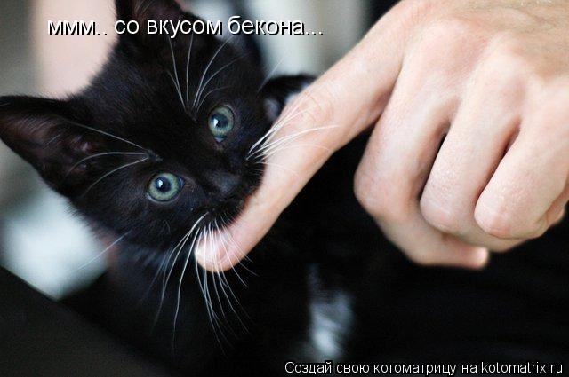 Котоматрица: ммм.. со вкусом бекона...