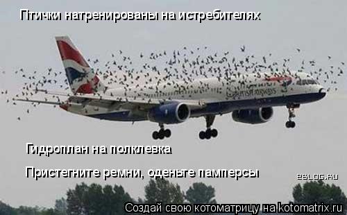 Котоматрица: Птички натренированы на истребителях Гидроплан на полклевка Пристегните ремни, оденьте памперсы