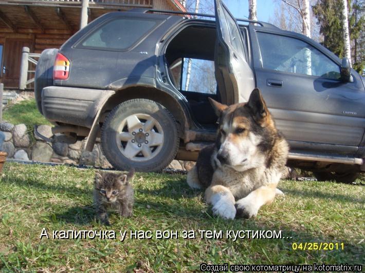 Котоматрица: А калиточка у нас вон за тем кустиком...