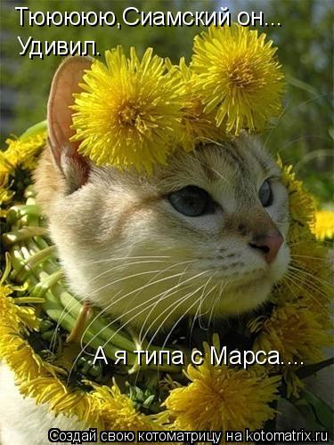 Тююююю,Сиамский он... Удивил. А я типа с Марса....... Котоматрица: Тююююю,Сиамский он... Удивил. А я типа с Марса....