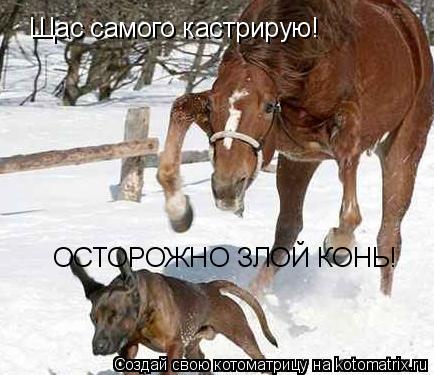 ОСТОРОЖНО ЗЛОЙ КОНЬ! Щас самого кастрирую!... Котоматрица: ОСТОРОЖНО ЗЛОЙ КОНЬ! Щас самого кастрирую!