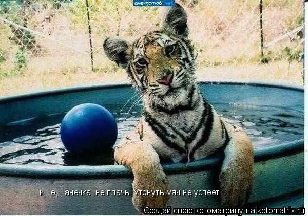 Котоматрица: Тише, Танечка, не плачь. Утонуть мяч не успеет
