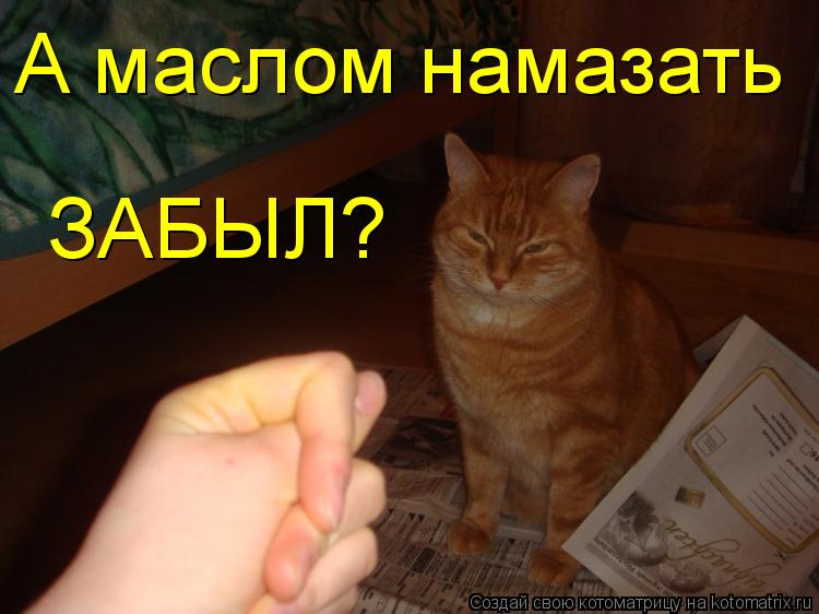 Котоматрица: А маслом намазать ЗАБЫЛ?
