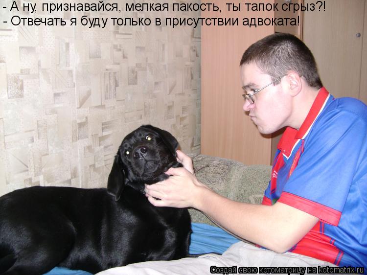 Котоматрица: - Отвечать я буду только в присутствии адвоката! - А ну, признавайся, мелкая пакость, ты тапок сгрыз?!