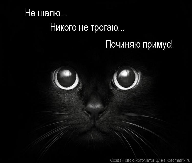 Котоматрица: Не шалю... Никого не трогаю... Починяю примус!