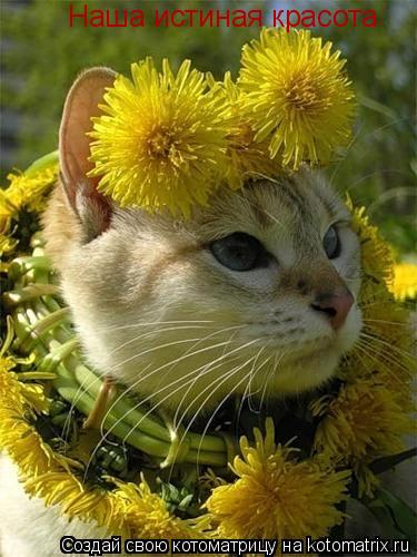 Котоматрица: Наша истиная красота