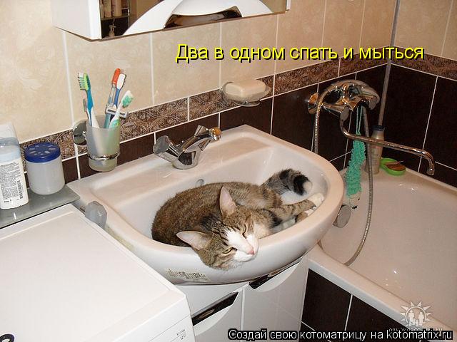 Котоматрица: Два в одном спать и мыться