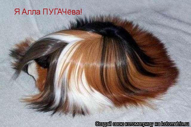 Котоматрица: Я Алла ПУГАЧёва!