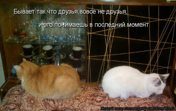 Котоматрица: Бывает так что друзья,вовсе не друзья, и это понимаешь в последний момент