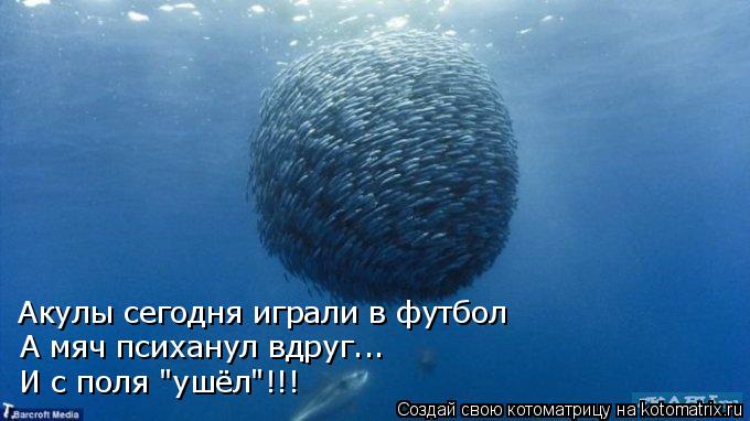 Котоматрица: Акулы сегодня играли в футбол А мяч психанул вдруг... И с поля "ушёл"!!!