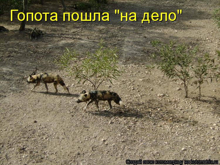 Котоматрица: Гопота пошла "на дело"