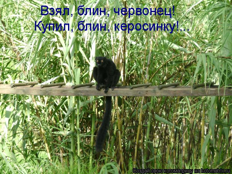 Котоматрица: Взял, блин, червонец! Купил, блин, керосинку!...