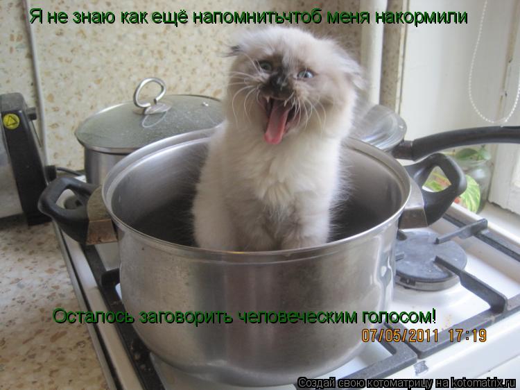 Котоматрица: Я не знаю как ещё напомнитьчтоб меня накормили Осталось заговорить человеческим голосом!