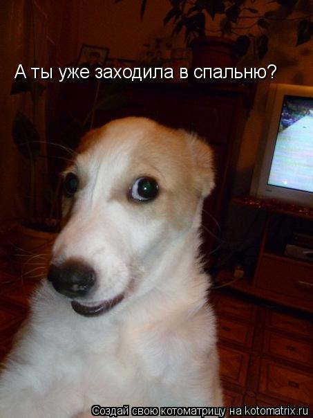 Котоматрица: А ты уже заходила в спальню?
