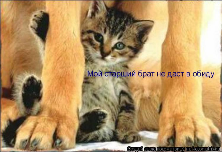 Котоматрица: Мой старший брат не даст в обиду