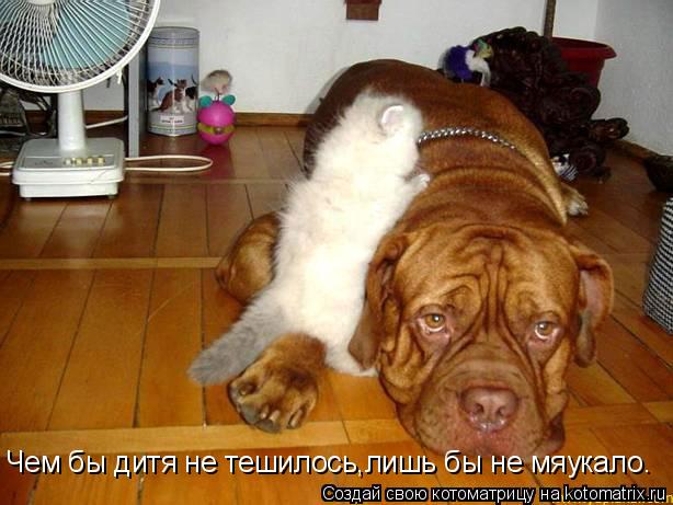 Котоматрица: Чем бы дитя не тешилось Чем бы дитя не тешилось,лишь бы не мяукало.