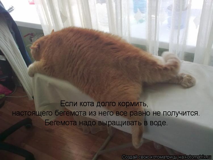 Котоматрица: Если кота долго кормить,  Если кота долго кормить,  настоящего бегемота из него все равно не получится. Бегемота надо выращивать в воде.