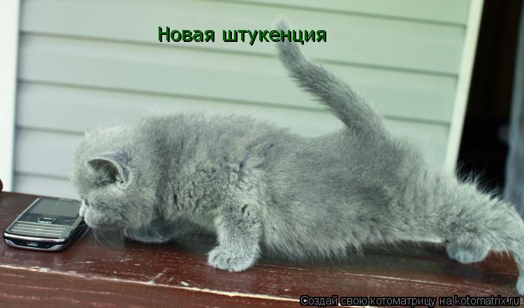 Котоматрица: Новая штукенция