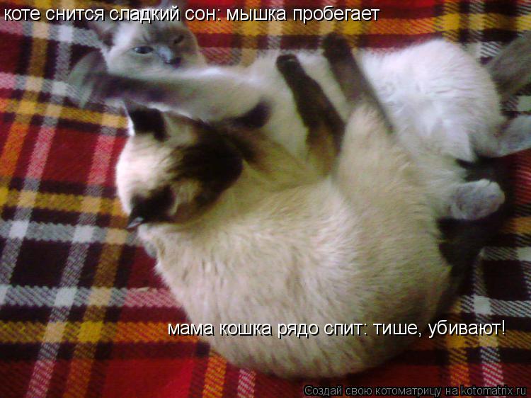 Котоматрица: коте снится сладкий сон: мышка пробегает мама кошка рядо спит: тише, убивают!