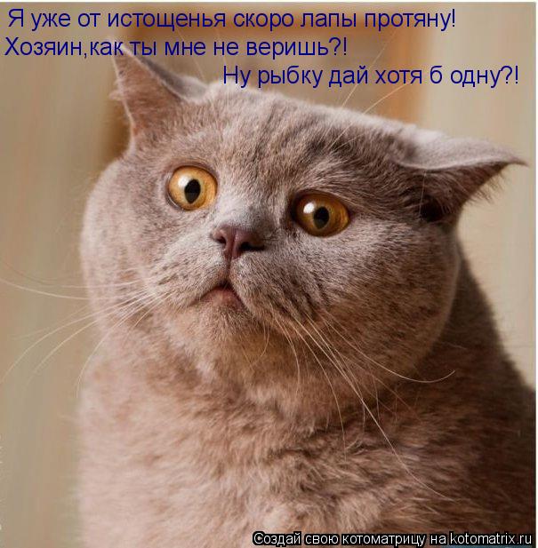 Котоматрица: Хозяин мне не веришь?! Ну рыбку дай одну?!  Я уже от истощенья скоро лапы протяну! Хозяин,как ты мне не веришь?!  Ну рыбку дай хотя б одну?!