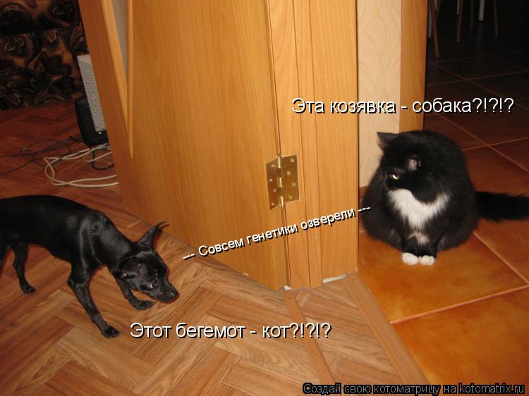 Эта козявка - собака?!?!? Этот бегемот - кот?!?!? --- Совсем генетики озверели ---... Котоматрица: Эта козявка - собака?!?!? Этот бегемот - кот?!?!? --- Совсем генетики озверели ---