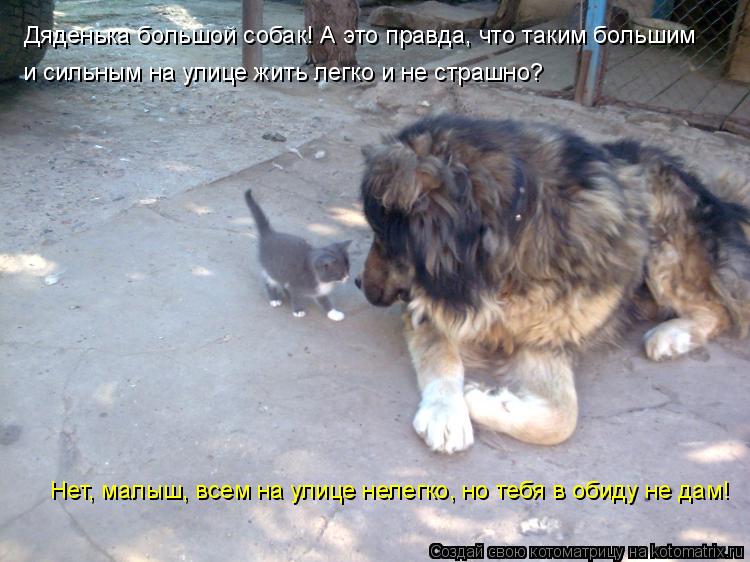 Дяденька большой собак! А это правда, что таким большим и сильным на улице жить легко и не страшно? Н... Котоматрица: Дяденька большой собак! А это правда, что таким большим и сильным на улице жить легко и не страшно? Нет, малыш, всем на улице нелегко, но тебя