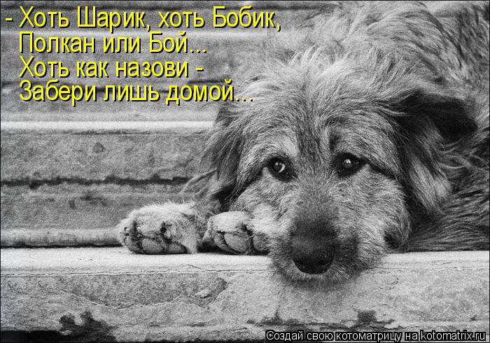 - Хоть Шарик, хоть Бобик, Полкан или Бой... Хоть как назови - Забери лишь домой...... Котоматрица: - Хоть Шарик, хоть Бобик, Полкан или Бой... Хоть как назови - Забери лишь домой...