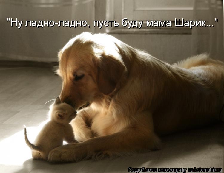 "Ну ладно-ладно, пусть буду мама Шарик..."... Котоматрица: "Ну ладно-ладно, пусть буду мама Шарик..."