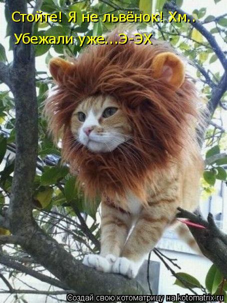 Стойте! Я не львёнок! Хм.. Убежали уже...Э-ЭХ... Котоматрица: Стойте! Я не львёнок! Хм.. Убежали уже...Э-ЭХ