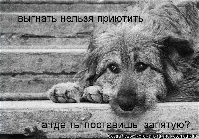 выгнать нельзя приютить а где ты поставишь запятую?... Котоматрица: выгнать нельзя приютить а где ты поставишь запятую?