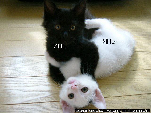 ИНЬ ЯНЬ... Котоматрица: ИНЬ ЯНЬ