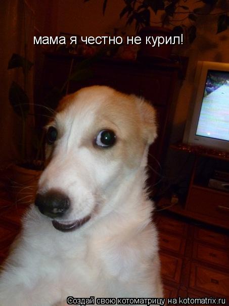 мама я честно не курил!... Котоматрица: мама я честно не курил!