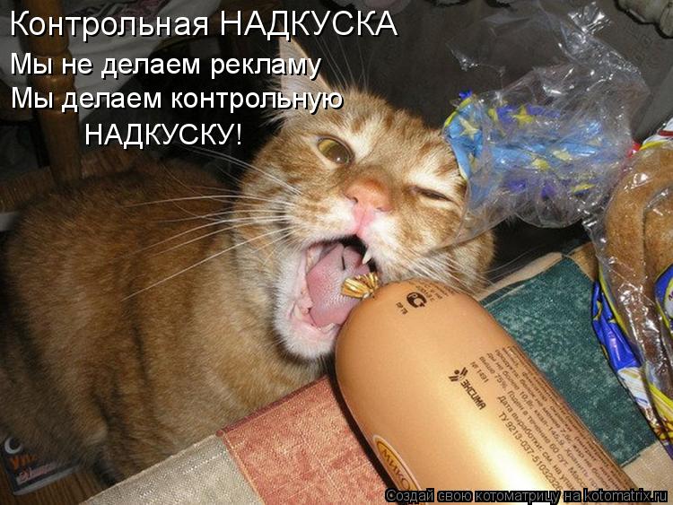 Контрольная НАДКУСКА Мы не делаем рекламу Мы делаем контрольную НАДКУСКУ!... Котоматрица: Контрольная НАДКУСКА Мы не делаем рекламу Мы делаем контрольную НАДКУСКУ!