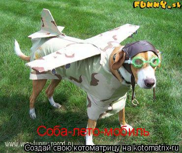 Соба-лето-мобиль... Котоматрица: Соба-лето-мобиль
