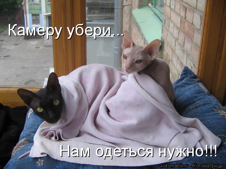 Камеру убери... Нам одеться нужно!!!... Котоматрица: Камеру убери... Нам одеться нужно!!!