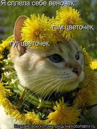 Я сплела себе веночек: тут цветочек, там цветочек,... Котоматрица: Я сплела себе веночек: тут цветочек, там цветочек,
