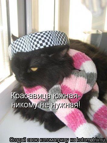Красавица южная- никому не нужная!... Котоматрица: Красавица южная- никому не нужная!