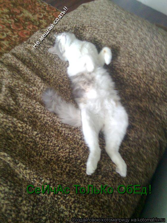 Не мешай спать!! СеЙчАс ТоЛьКо ОбЕд!... Котоматрица: Не мешай спать!! СеЙчАс ТоЛьКо ОбЕд!