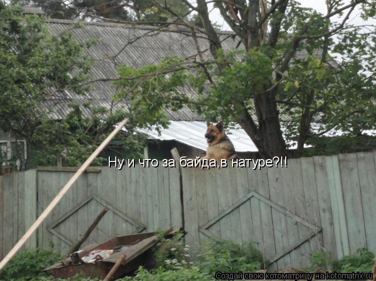 Ну и что за байда,в натуре?!!... Котоматрица: Ну и что за байда,в натуре?!!
