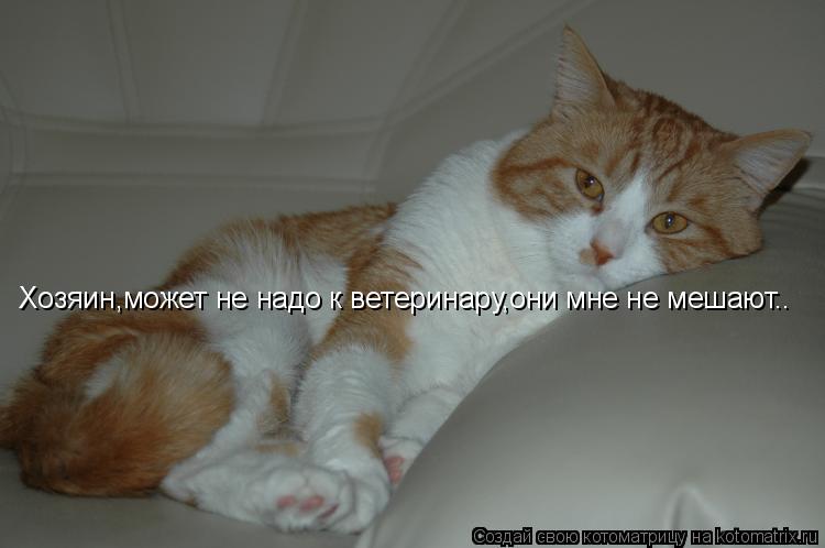 Хозяин,может не надо к ветеринару,они мне не мешают..... Котоматрица: Хозяин,может не надо к ветеринару,они мне не мешают..