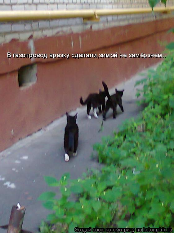 В газопровод врезку сделали,зимой не замёрзнем..... Котоматрица: В газопровод врезку сделали,зимой не замёрзнем..