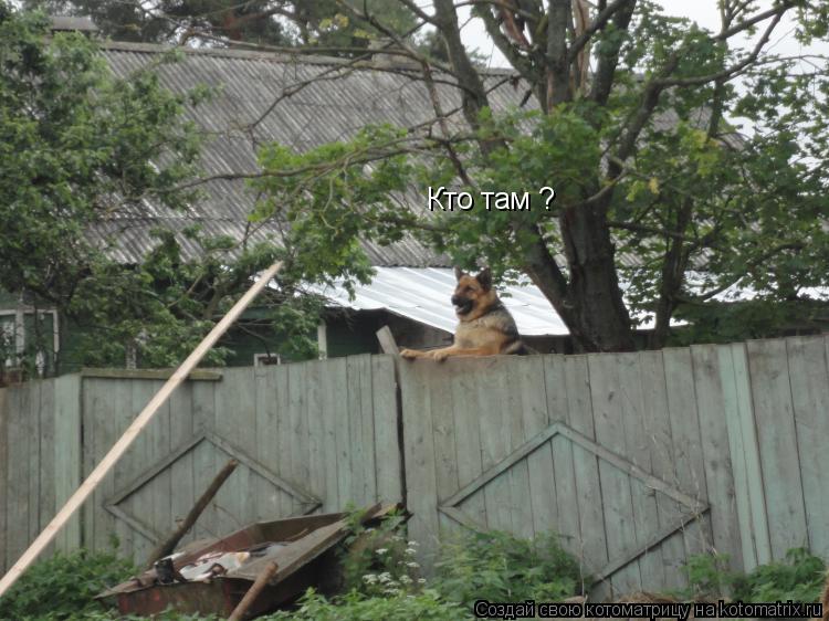 Котоматрица: Кто там ?
