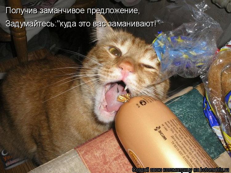 Получив заманчивое предложение, Задумайтесь:"куда это вас заманивают!"... Котоматрица: Получив заманчивое предложение, Задумайтесь:"куда это вас заманивают!"