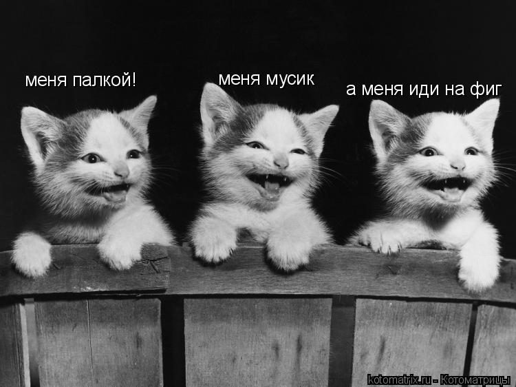 меня палкой! меня мусик а меня иди на фиг... Котоматрица: меня палкой! меня мусик а меня иди на фиг
