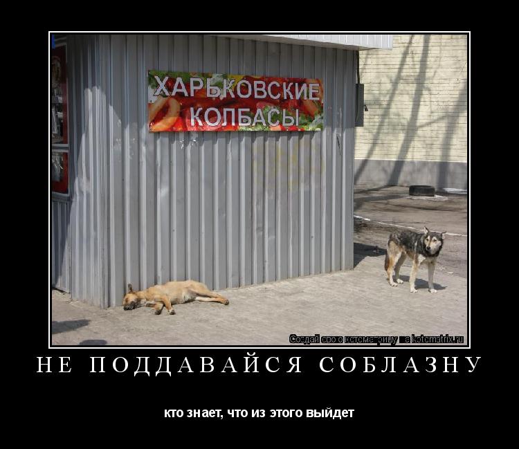 Котоматрица: НЕ ПОДДАВАЙСЯ СОБЛАЗНУ кто знает, что из этого выйдет